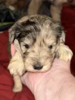Forrest, a male Miniature Schnauzer for sale in Granbury, TX – 4 of 7