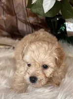 Frosty, a male Miniature Schnauzer for sale in Granbury, TX – 2 of 5
