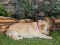 Hot Stuff, a female Miniature Schnauzer for sale in Granbury, TX – 2 of 6