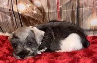 Teddy, a male Miniature Schnauzer for sale in Granbury, TX – 2 of 7