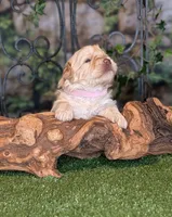 Sunshine , a female Miniature Schnauzer for sale in Granbury, TX – 1 of 6