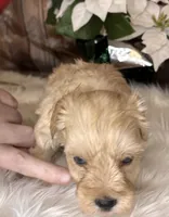 Ranger, a male Miniature Schnauzer for sale in Granbury, TX – 9 of 9