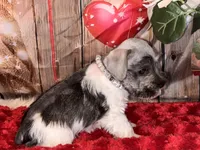 Teddy, a male Miniature Schnauzer for sale in Granbury, TX – 6 of 7