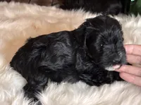 Moya, a female Miniature Schnauzer for sale in Granbury, TX – 4 of 9