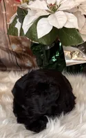 Smokey, a male Miniature Schnauzer for sale in Granbury, TX – 4 of 7