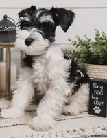 Spike, a male Miniature Schnauzer for sale in Granbury, TX – 2 of 2