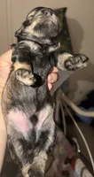 Dakota, a male Miniature Schnauzer for sale in Granbury, TX – 4 of 5