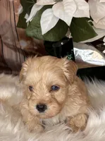 Ranger, a male Miniature Schnauzer for sale in Granbury, TX – 8 of 9
