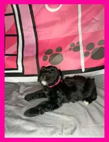 Ariel , a female Miniature Schnauzer for sale in Granbury, TX – 2 of 5