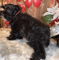 Star, a female Miniature Schnauzer for sale in Granbury, TX – 6 of 6