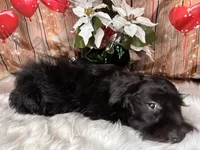 Knight Rider, a male Miniature Schnauzer for sale in Granbury, TX – 5 of 7