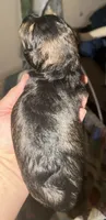 Dakota, a male Miniature Schnauzer for sale in Granbury, TX – 2 of 5