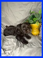 Mocha, a male Miniature Schnauzer for sale in Granbury, TX – 5 of 5