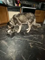 Zola, a female Siberian Husky for sale in Granbury, TX – 4 of 5