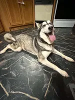 Zola, a female Siberian Husky for sale in Granbury, TX – 2 of 5