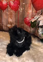 Knight Rider, a male Miniature Schnauzer for sale in Granbury, TX – 4 of 6