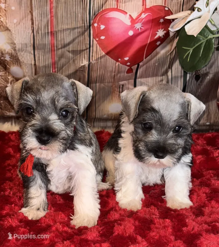 Kia – Miniature Schnauzer puppy for sale in Granbury, TX