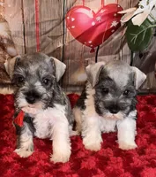 Kia, a female Miniature Schnauzer for sale in Granbury, TX – 1 of 2