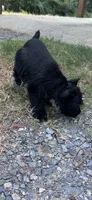 Annie, a female Miniature Schnauzer for sale in Granbury, TX – 3 of 6