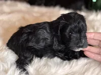 Moya, a female Miniature Schnauzer for sale in Granbury, TX – 6 of 9
