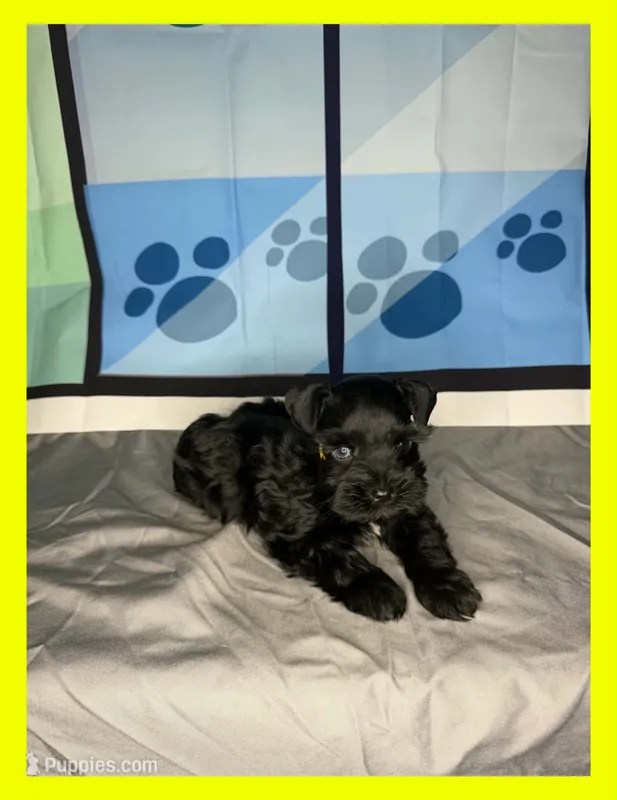 Koda – Miniature Schnauzer puppy for sale in Granbury, TX