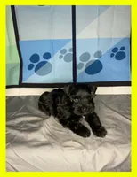 Koda, a male Miniature Schnauzer for sale in Granbury, TX – 1 of 6