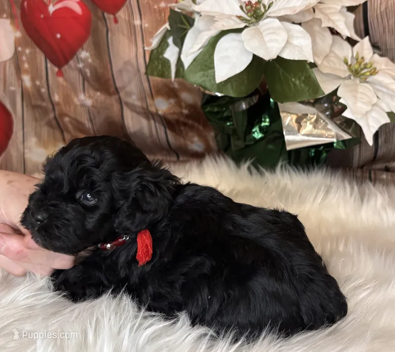 Tahoe – Miniature Schnauzer puppy for sale in Granbury, TX