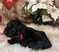 Tahoe, a male Miniature Schnauzer for sale in Granbury, TX – 1 of 7