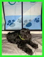 Barron, a male Miniature Schnauzer for sale in Granbury, TX – 4 of 5