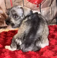 Kia, a female Miniature Schnauzer for sale in Granbury, TX – 6 of 8