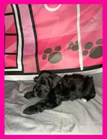 Ariel , a female Miniature Schnauzer for sale in Granbury, TX – 3 of 5