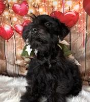 Knight Rider, a male Miniature Schnauzer for sale in Granbury, TX – 6 of 7