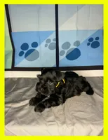 Koda, a male Miniature Schnauzer for sale in Granbury, TX – 4 of 6