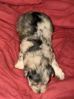Forrest, a male Miniature Schnauzer for sale in Granbury, TX – 1 of 7