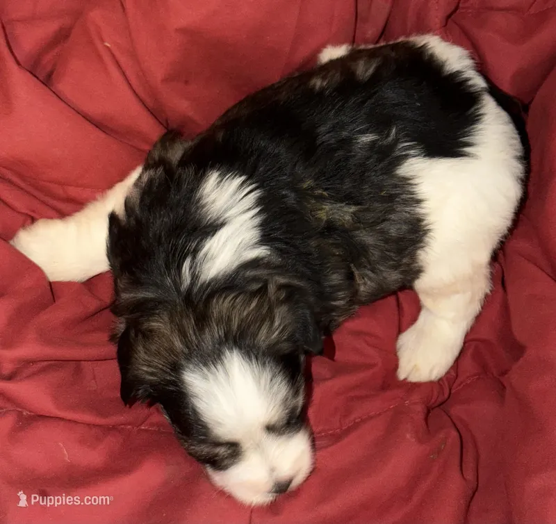 Jumanji – Miniature Schnauzer puppy for sale in Granbury, TX
