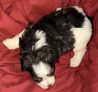 Jumanji, a male Miniature Schnauzer for sale in Granbury, TX – 1 of 7