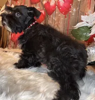 Star, a female Miniature Schnauzer for sale in Granbury, TX – 5 of 6