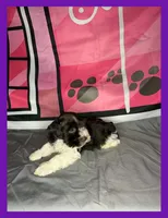 Lily , a female Miniature Schnauzer for sale in Granbury, TX – 5 of 5