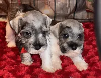 Kia, a female Miniature Schnauzer for sale in Granbury, TX – 2 of 2