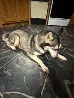 Zola, a female Siberian Husky for sale in Granbury, TX – 5 of 5