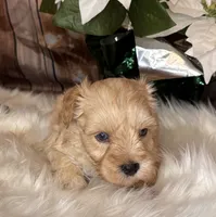Ranger, a male Miniature Schnauzer for sale in Granbury, TX – 7 of 9