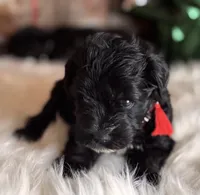 Tabitha, a female Miniature Schnauzer for sale in Granbury, TX – 2 of 4