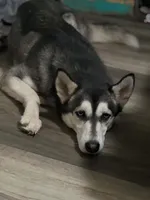 Zola, a female Siberian Husky for sale in Granbury, TX – 1 of 5