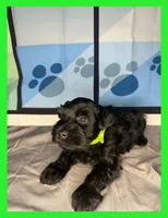 Barron, a male Miniature Schnauzer for sale in Granbury, TX – 1 of 5