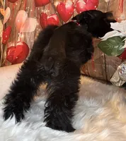 Star, a female Miniature Schnauzer for sale in Granbury, TX – 4 of 6