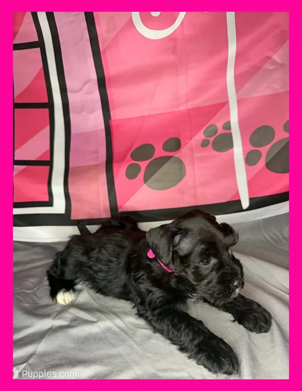 Ariel  – Miniature Schnauzer puppy for sale in Granbury, TX