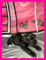 Ariel , a female Miniature Schnauzer for sale in Granbury, TX – 1 of 5