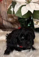 Tahoe, a male Miniature Schnauzer for sale in Granbury, TX – 2 of 7