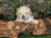 Hot Stuff, a female Miniature Schnauzer for sale in Granbury, TX – 5 of 6