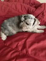 Forrest, a male Miniature Schnauzer for sale in Granbury, TX – 6 of 7